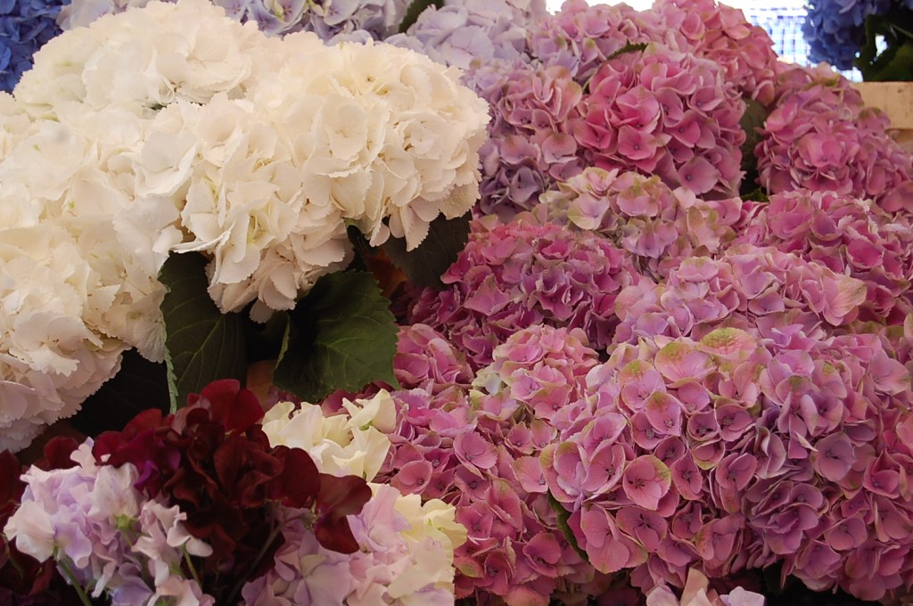 Columbia Road Flower Market Emma Rose Tully